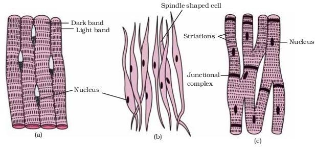 Smooth Muscle Diagram Labeled Class 9 Muscle Labeled Diagram Diagram 