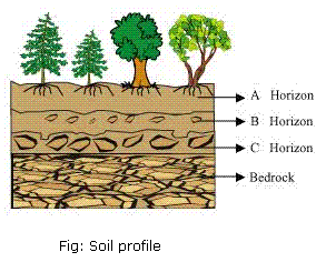 solution for science ncert 7 Class 7, 9 Science Soil Chapter Solutions NCERT for CBSE