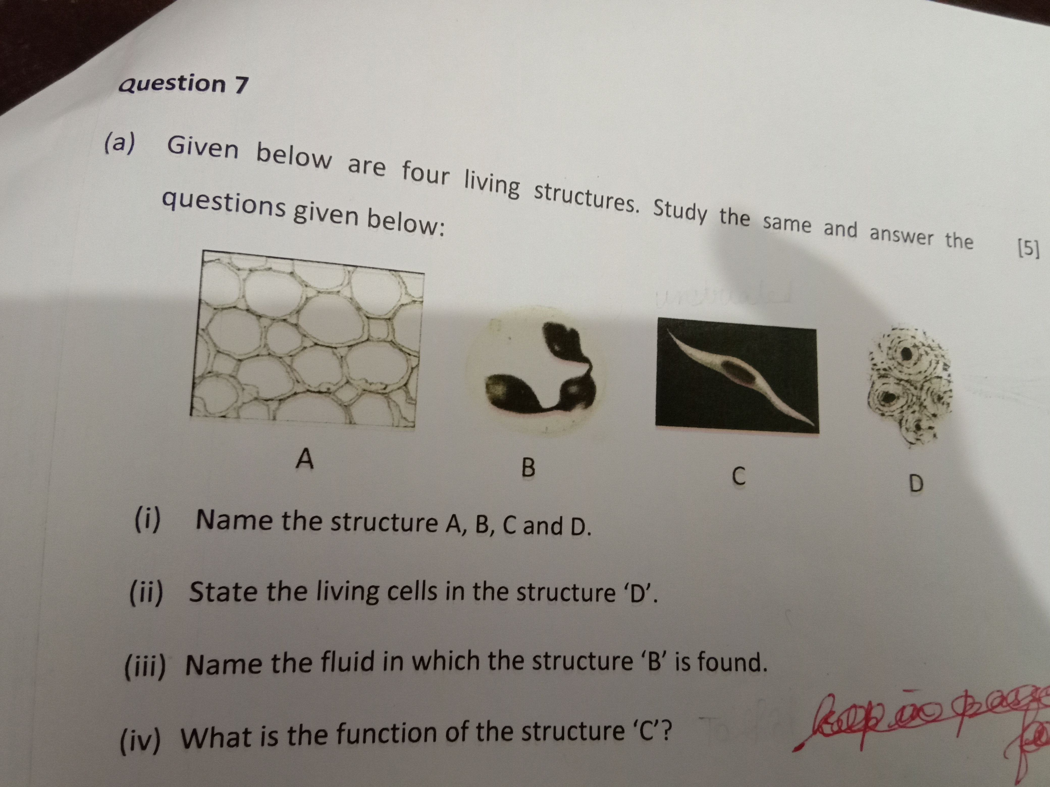 case study questions on plant tissues class 9