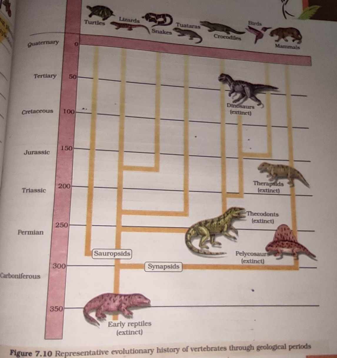 please explain this diagram given in ncert evolution chapter with the help  of a understandable flow chart 4m5s4hoo -Biology 