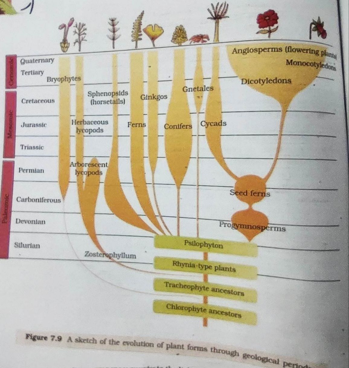 please explain this diagram given in ncert evolution chapter with the help  of a understandable flow chart 8pqv1f77 -Biology 