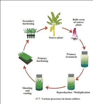 With Diagram Explain Various Processes In Tissue Culture Biology Topperlearning Com 8zzgqbnn