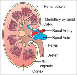 describe the internal structure of the kidney - Biology