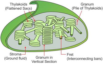 chloroplasts diagram