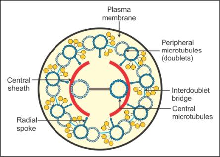 represent diagrammatically the internal structure of a cilium flagellum