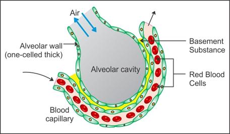 draw a well labelled diagram of the section of an alveolus 