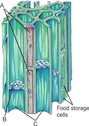 Identify the missing parts in the diagram given below. Draw the diagram ...