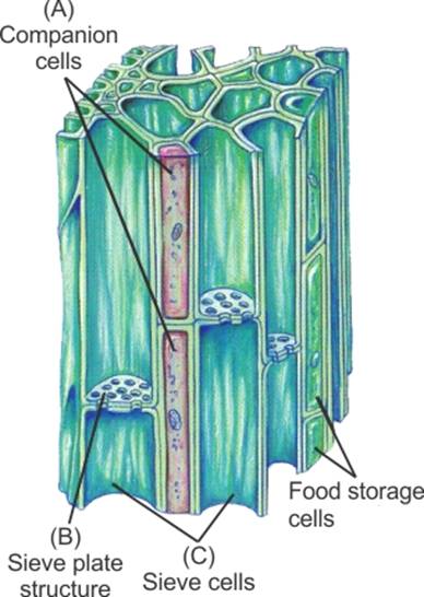 Identify the missing parts in the diagram given below. Draw the diagram ...