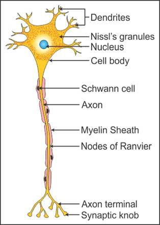 Image result for Neuron Diagram