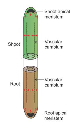 root apical meristem and shoot apical meristem