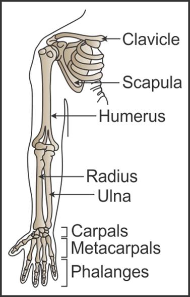 Represent diagrammatically the pectoral girdle and the bones of