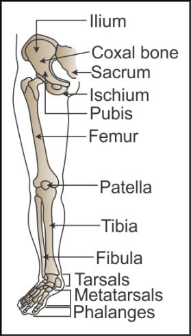 Represent diagrammatically the pelvic girdle and the bones of the ...