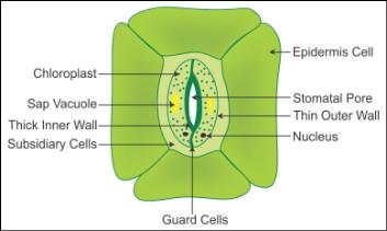 Stomata Structure Types Definition Diagram Functions and Mechanism   CollegeSearch
