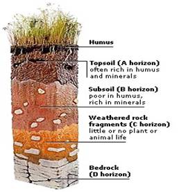 soil profile diagrams labelling
