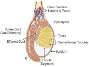 Concise Biology Part II - Selina Solutions for Class Biology ICSE ...