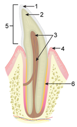 Selina Solutions Icse Class 9 Biology Chapter - Digestive System