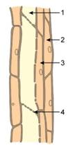 Selina Solutions Icse Class 9 Biology Chapter - Tissues Plant And Animal Tissues