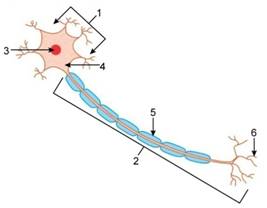 Selina Solutions Icse Class 9 Biology Chapter - Tissues Plant And Animal Tissues