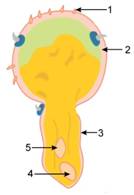 Selina Solutions Icse Class 9 Biology Chapter - Pollination And Fertilization