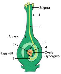 Selina Solutions Icse Class 9 Biology Chapter - Pollination And Fertilization