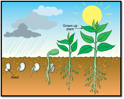 Chapter 7 Chemical Coordination in Plants - Concise Biology Part II ...