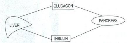 Selina Solutions Icse Class 10 Biology Chapter - The Endocrine System