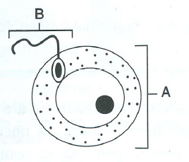 Selina Solutions Icse Class 10 Biology Chapter - The Reproductive System