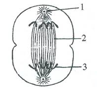 Selina Solutions Icse Class 10 Biology Chapter - Structure Of Chromosomes Cell Cycle And Cell Division