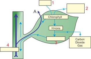 Selina Solutions Icse Class 10 Biology Chapter - Photosynthesis