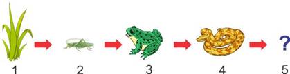 Selina Solutions Icse Class 10 Biology Chapter - Photosynthesis