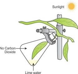 Selina Solutions Icse Class 10 Biology Chapter - Photosynthesis