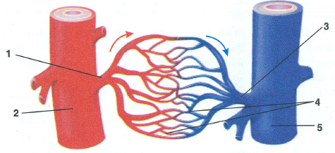 Selina Solutions Icse Class 10 Biology Chapter - The Circulatory System