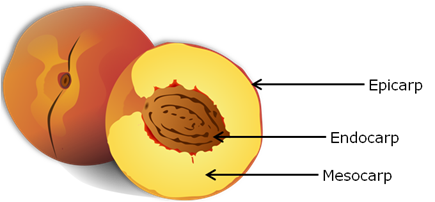 Label the parts of the fruit shown below. - 1oy64shcc