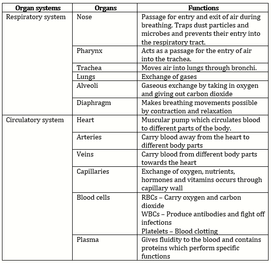 PPT KEY CONCEPT The Human Body Has Five Levels Of 49 OFF