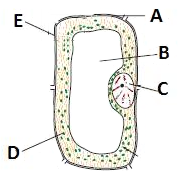 What are chloroplasts? Locate them in the below figure. Why are they ...