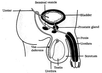 a sketch a neat diagram showing male reproductive system in human