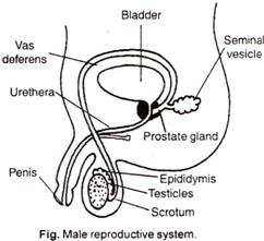 Pin On Male Reproductive System