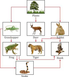 Define food chain and food web. Explain each term with the help of a ...