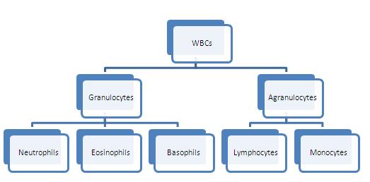 Wbc Types Chart