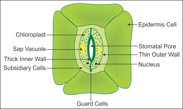 Draw the diagram of open stomata - Brainly.in