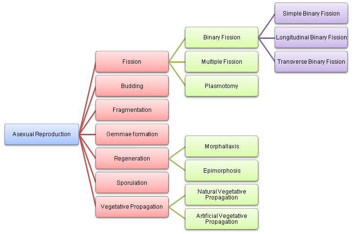 If Vegetative Reproduction Is A Type Of Asexual Reproduction Than Why Both Are Mentioned Differently In The Image 97fhe6hh Biology Topperlearning Com