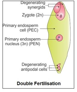 explain the process double fertilization in plants with diagram ...