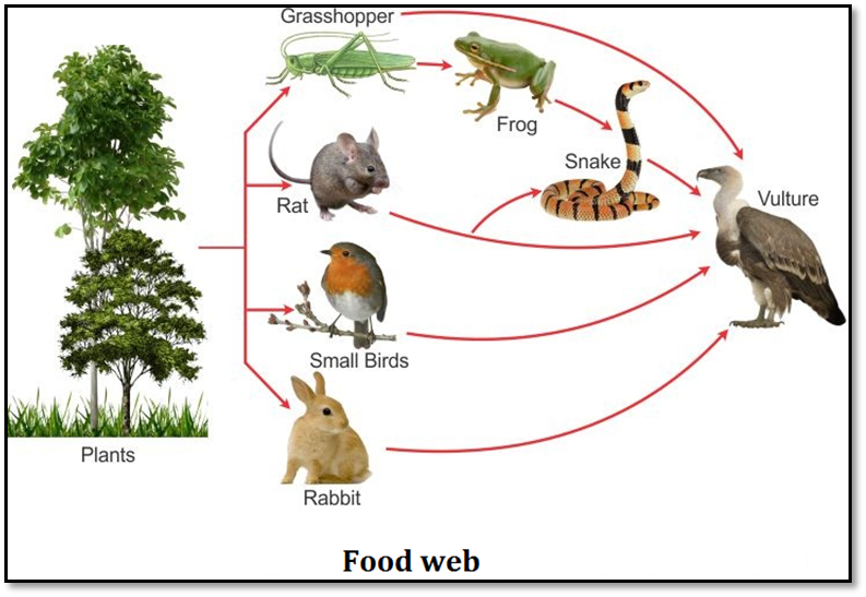 what is food chain give an example class 10