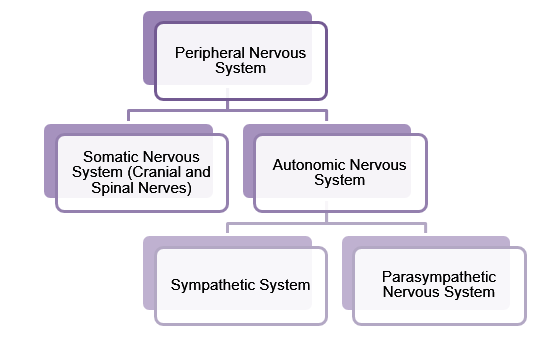 Control and Coordination CBSE Class 10 Biology Notes Chapter 1 ...