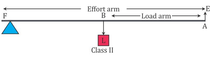 Classes Of Levers Worksheet Answers