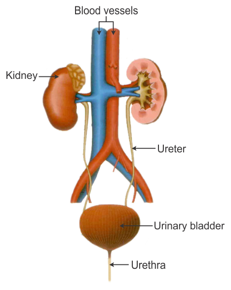 Write the name of excretory organs and draw a labelled diagram of excretory  system in humans.