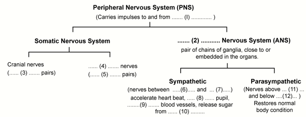 Chapter 10 The Nervous System - Concise Biology Part II - Selina ...