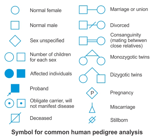 How Are Dizygotic Twins Represented On A Pedigree Chart