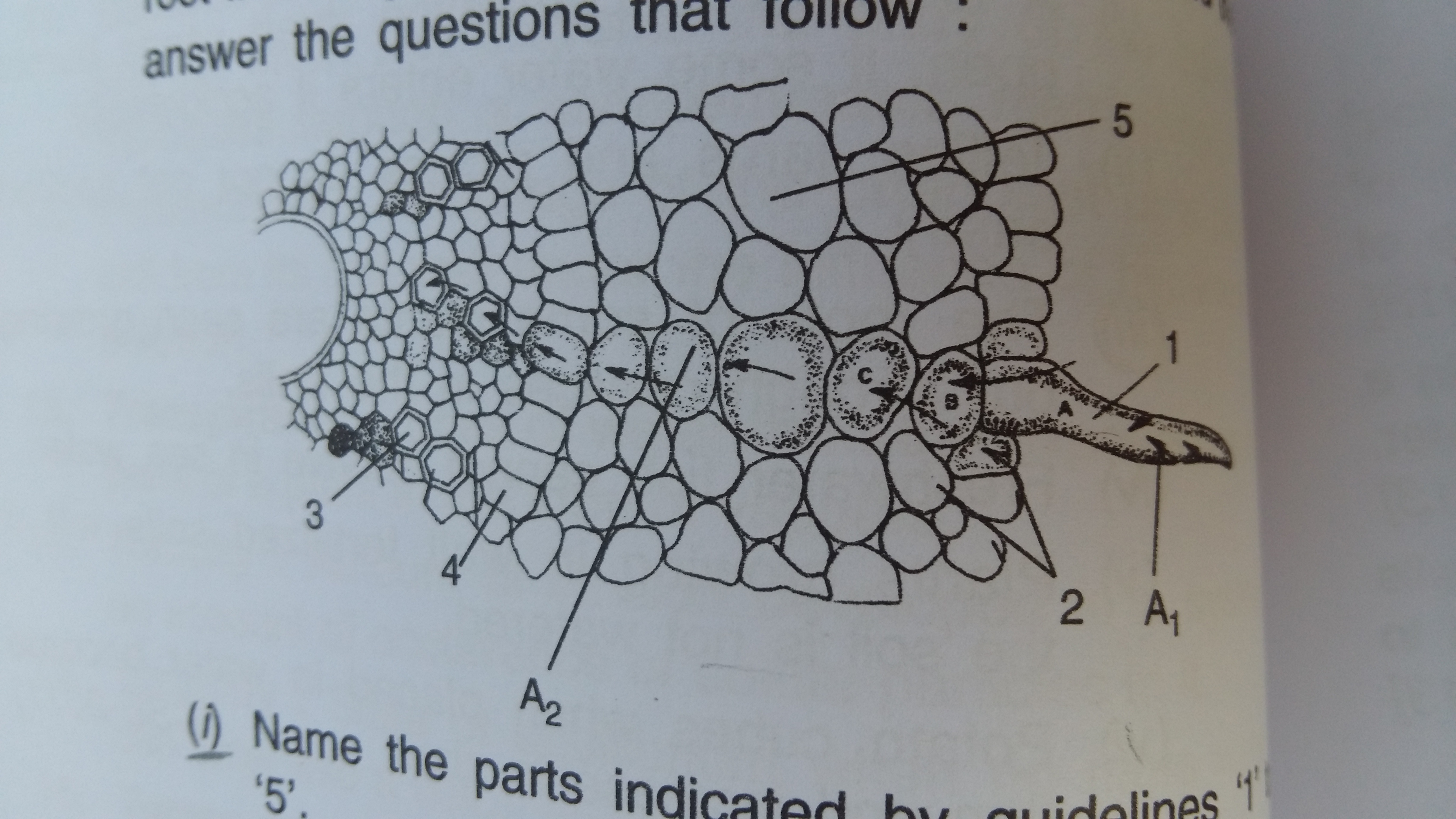 Plant Root Hair Cell Diagram Labeled : The Molecular Mechanism Of ...