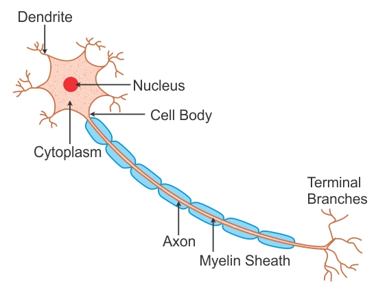 labeled diagram of nerve cell wwudaicc -Biology - TopperLearning.com